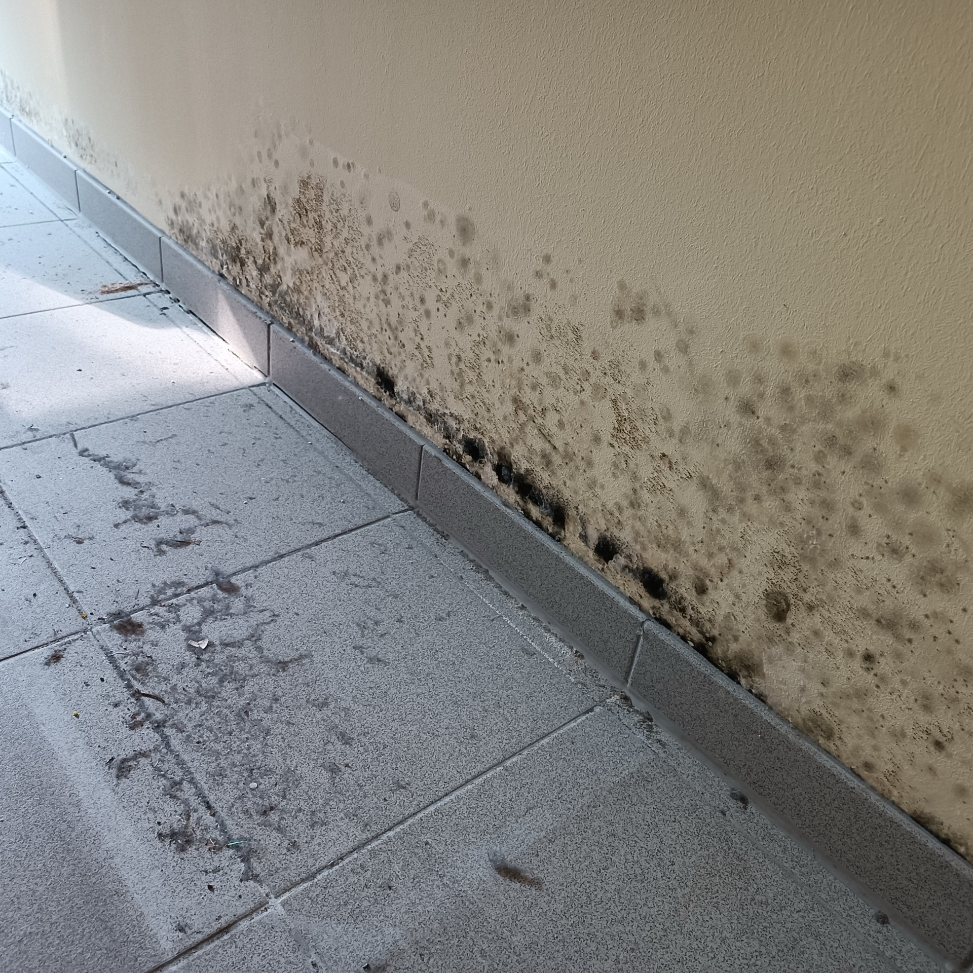 Schimmelpilzsanierung